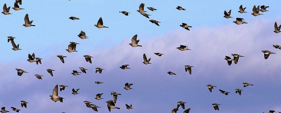 In Svezia 80.000 Colombacci in Transito: La Migrazione Non è Finita In Svezia 80.000 Colombacci in Transito: La Migrazione Non è Finita