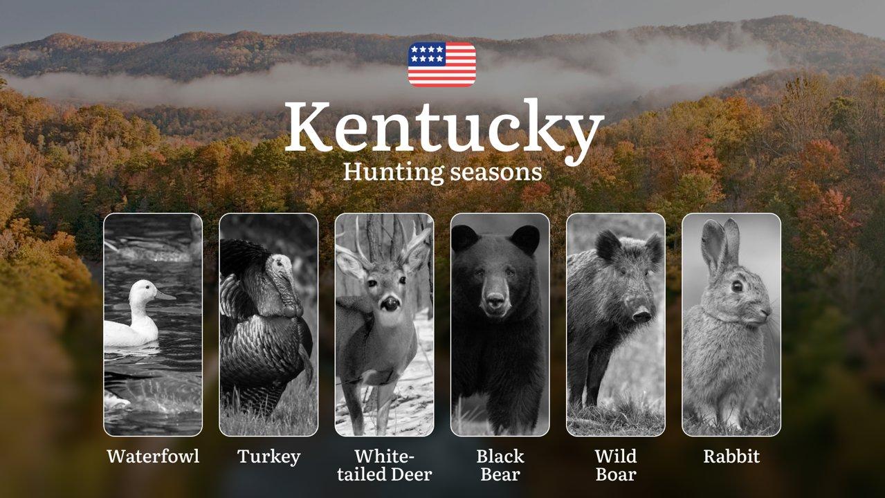 Hunting Seasons in Kentucky, USA: Hunting Periods, Licenses, Rules and Penalties for Violating Hunting 

Regulations and Timing of Elk Hunting in Kentucky

Elk hunting in