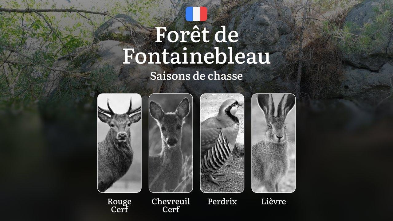 Saisons de Chasse en FORÊT DE FONTAINEBLEAU: Réglementation Générale, Périodes Clés, Pics d’Activité Animale, Limitations Spécifiques et Procédure d'Obtention des Permis