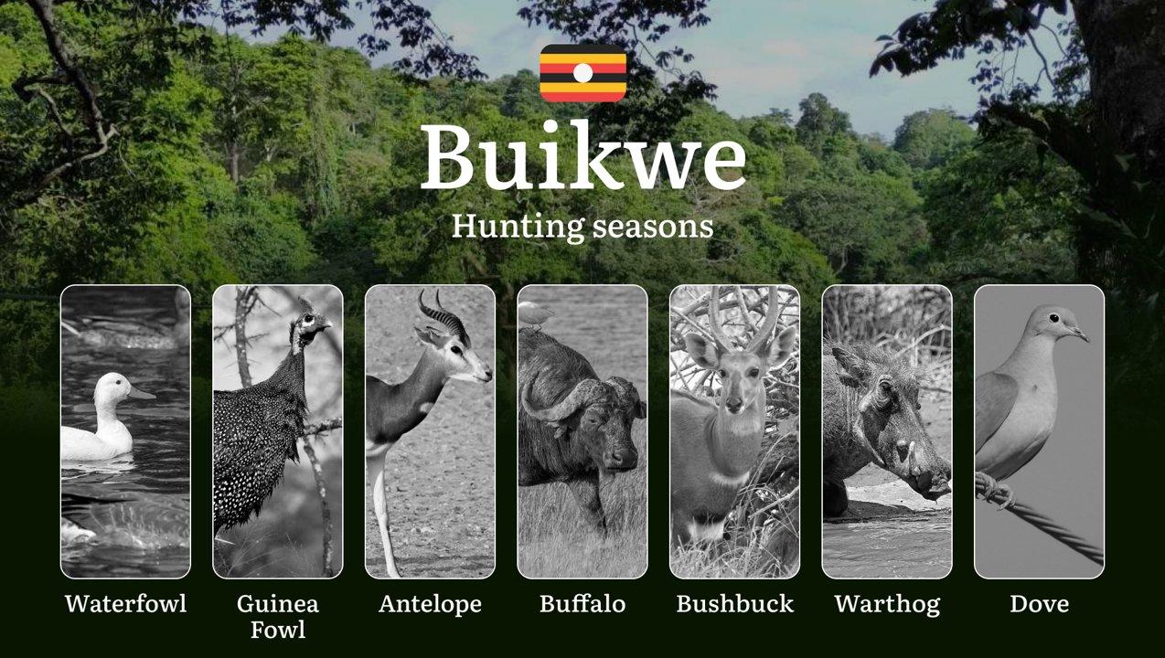 Hunting Access Dates in Buikwe: Key Hunting Periods for All Species, Restricted Areas, Rules and Exceptions, Getting Your License, Gear, Locations, and Optimal Timing

Hu