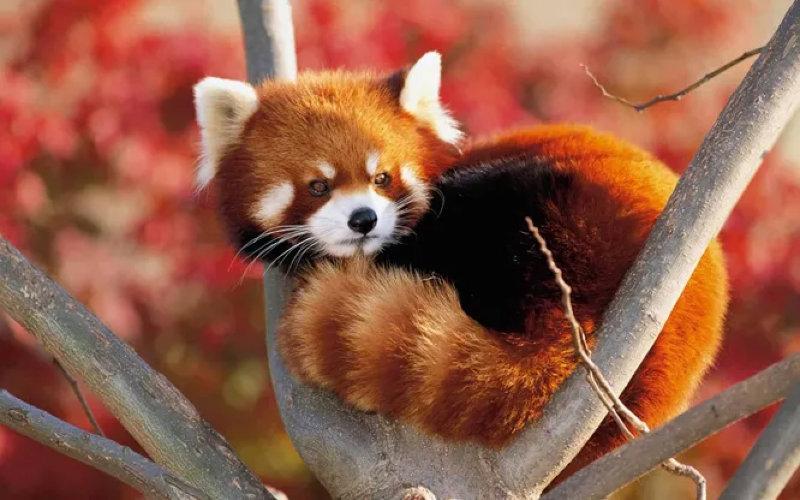 Firefox