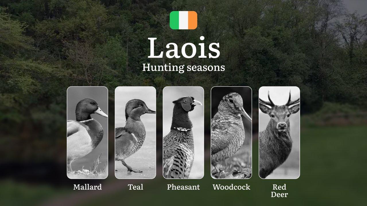 LAOIS Hunting Calendar: When the Slieve Blooms Awaken - Pheasant, Woodcock and Midlands Game Traditions

Hunting Regulations & Seasonal Framework in Laois

County Laois o
