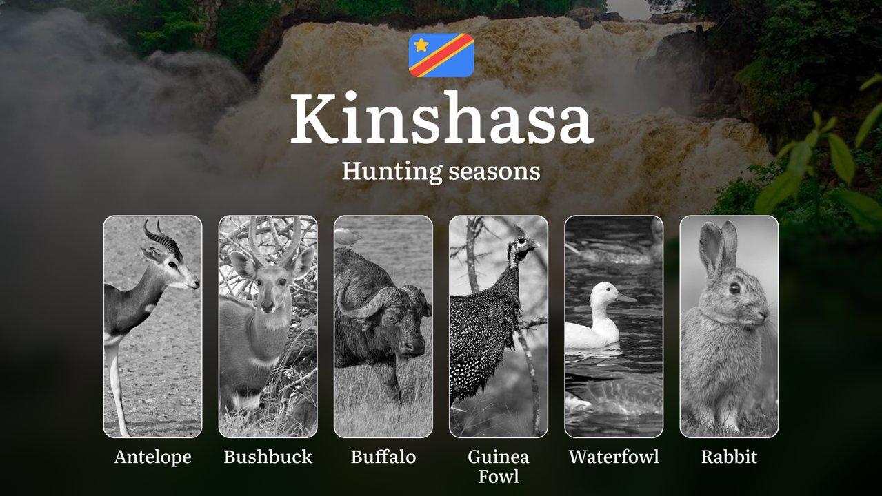 Hunting Seasons in Kinshasa: Permitted Seasons, Temporary Prohibitions, Licensing Regulations, Penalties for Infractions, Tactical Planning, and Gear Selection 