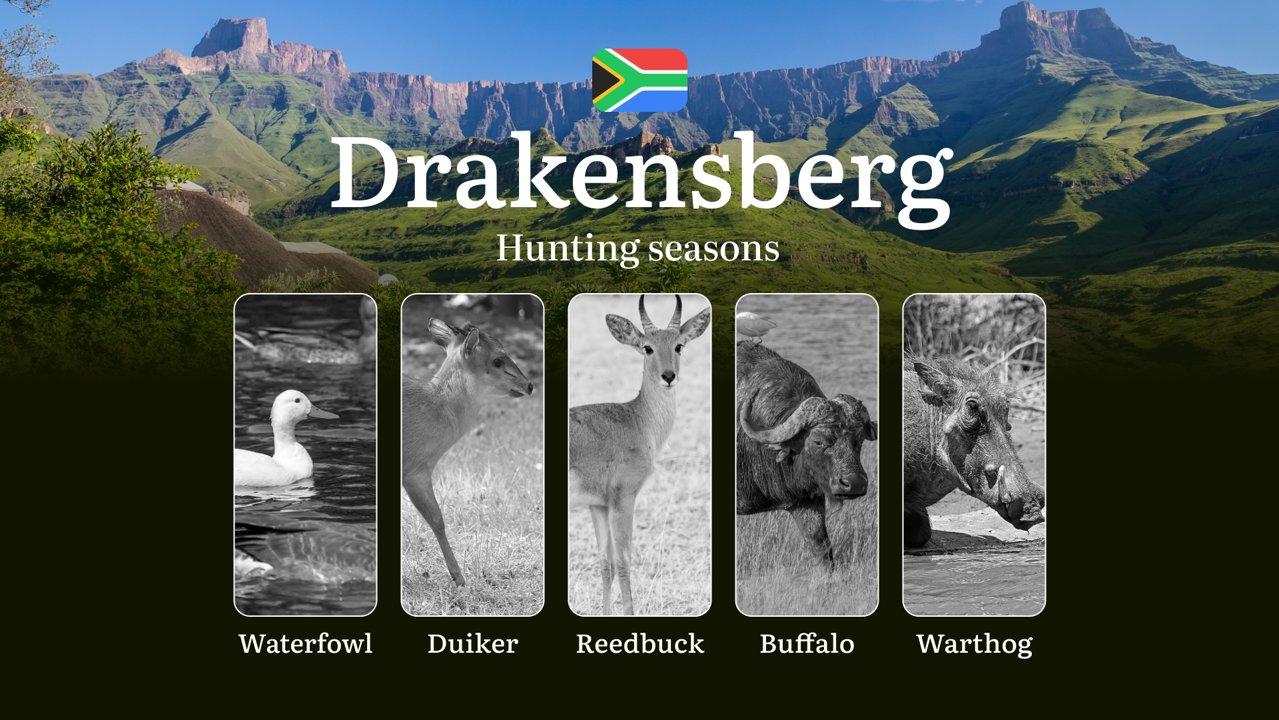 Hunting Seasons in South Africa, Drakensberg Region: Dates and Periods, Permits and Rules, Tips and Tactics for Hunters

Laws and Timeframes in Drakensberg

Hunting in th