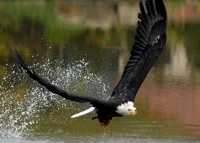 Regione Sardegna in Prima Linea nella Lotta alle Uccisioni Illegali di Avifauna

 La Regione Sardegna conferma e rafforza il suo massimo impegno nel contrasto ai reati am
