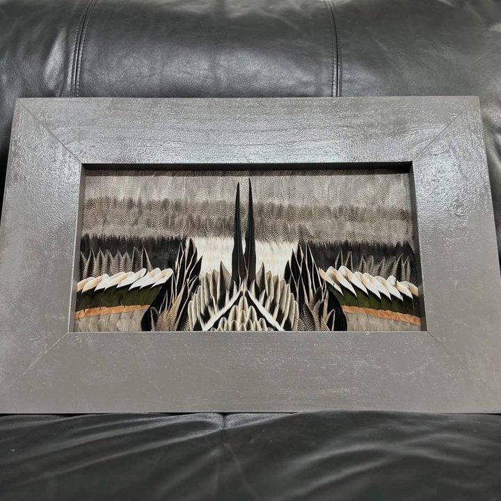 All feathers Taxidermy