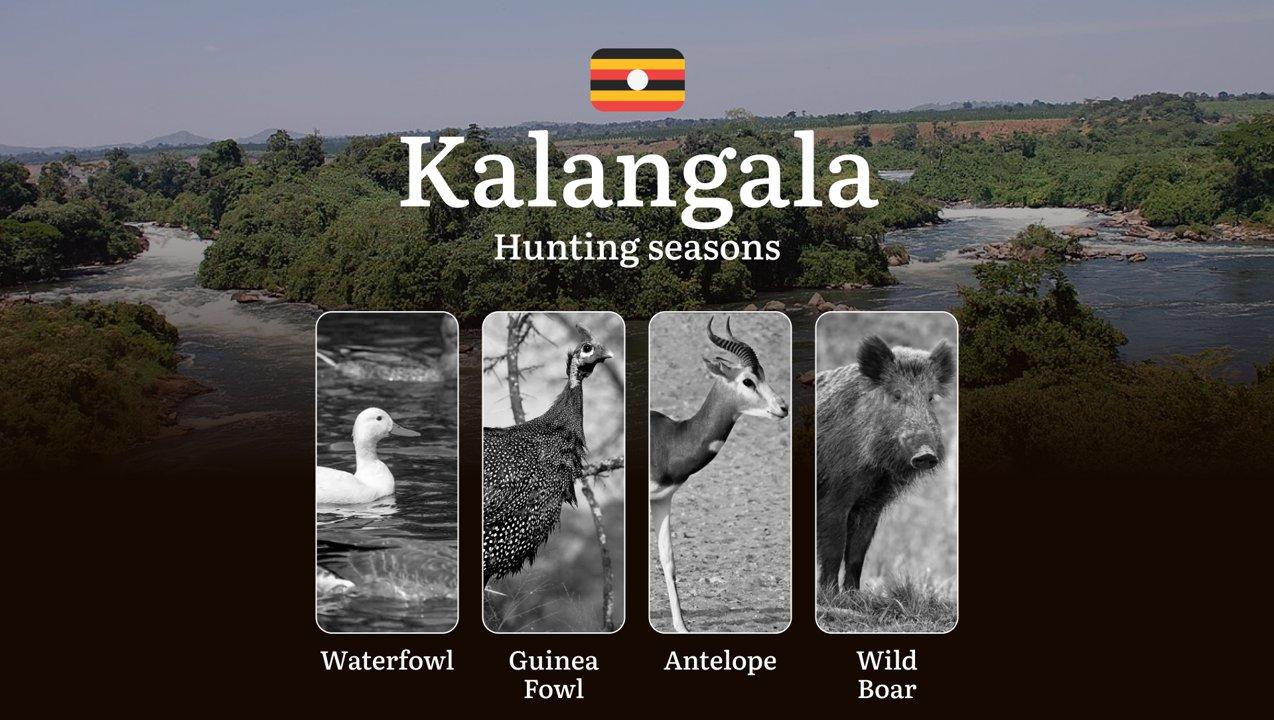 Kalangala: Hunting Activity Periods, Protected Species and Seasonal Restrictions, Obtaining a License, Penalties That Affect Your Hunt, Expert Advice, Timing, Equipment