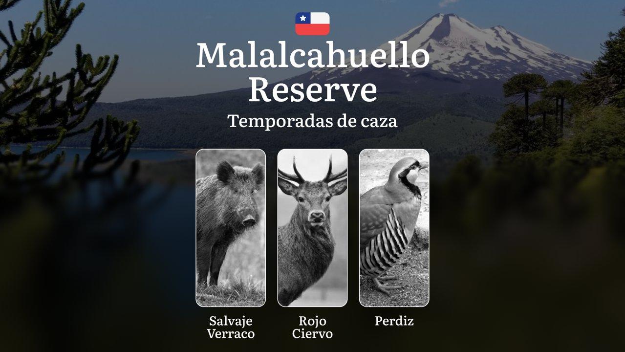 Temporadas de caza en la Reserva Nacional Malalcahuello, Chile: permisos y normas, restricciones, limitaciones y especies protegidas, consejos prácticos