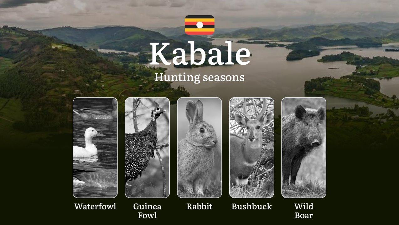 Kabale: Hunting Activity Periods, Protected Species and Seasonal Restrictions, Obtaining a License, Penalties That Affect Your Hunt, Expert Advice, Timing, Equipment
