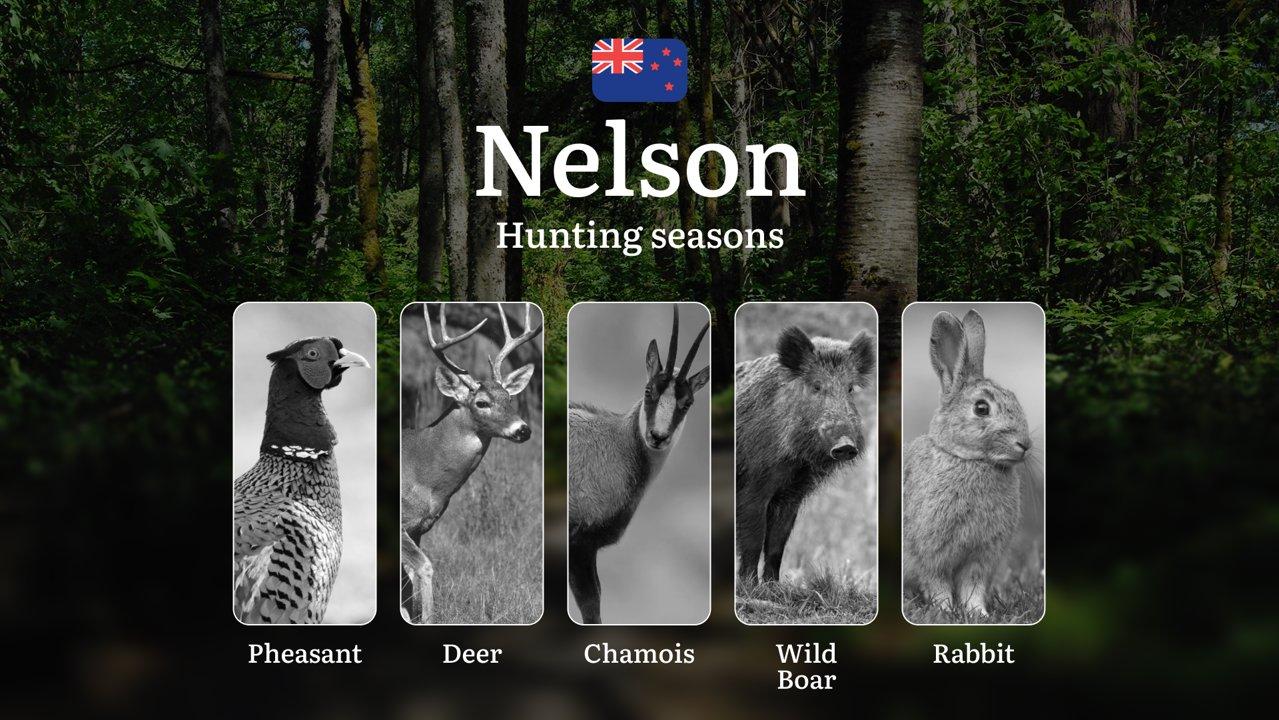NELSON Region, New Zealand: Hunting seasons, Regulations and Rules, Tips for Choosing the Right Time for hunting