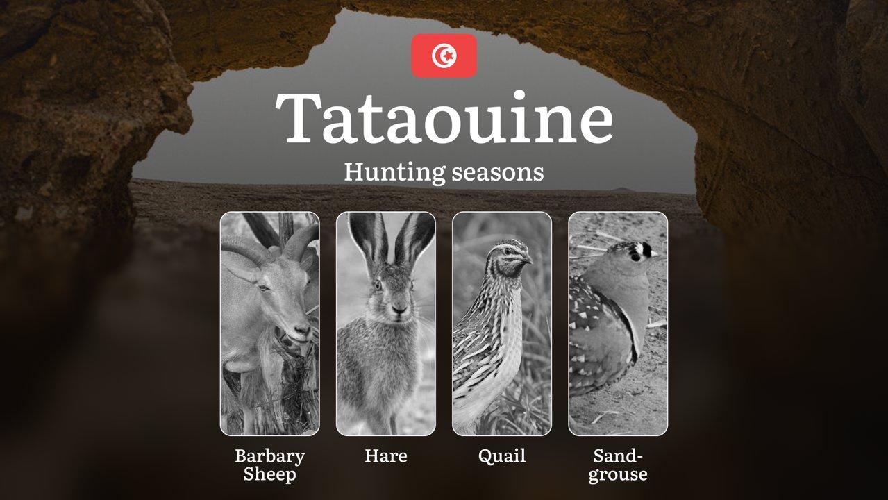 Hunting Seasons in TATAOUINE: Key Periods, Vital Regulations, Game Activity, Protected Species, Required Licenses, Strategic Tips and Legal Consequences of Violating Laws