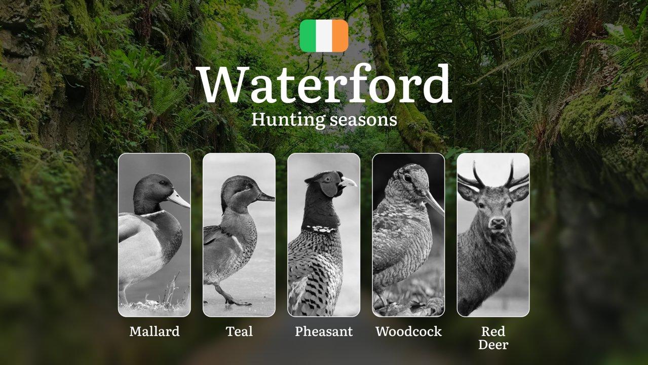 WATERFORD Hunting Seasons: When the Suir Valley Comes Alive - Pheasant, Woodcock and Irish Field Sports

Hunting Regulations & Seasonal Framework in Waterford

County Wat