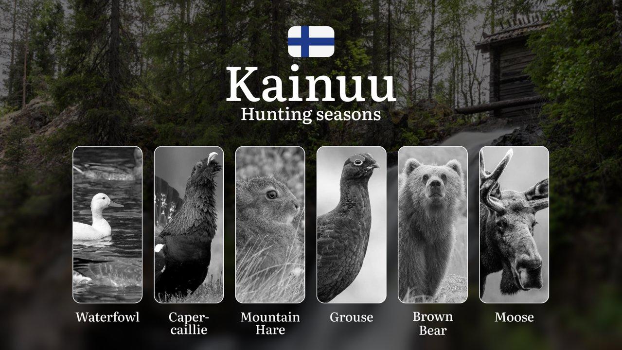 Hunting Seasons in KAINUU: Official Opening/Closing Dates, Required Permits, Key Regulations and Practical Recommendations

Kainuu, a northern Finland region, offers a un
