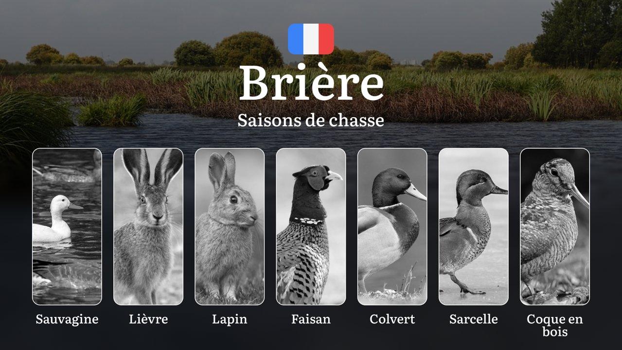 Saisons de chasse en BRIÈRE: Les dates d'ouverture/fermeture, l'obtention des permis, les règles à respecter
