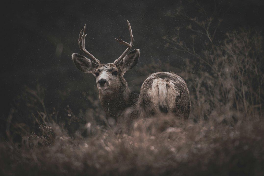 Tasmania’s Feral Deer Population Surges by 20,000 in Five Years – Calls Grow for Stronger Hunting and Management