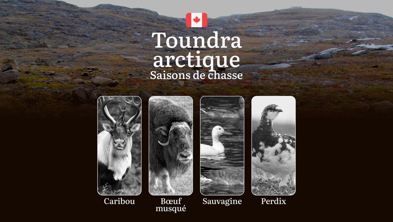 Saisons de chasse dans la TOUNDRA ARCTIQUE (Canada): périodes officielles, réglementation essentielle et conseils pratiques 

La chasse dans la toundra arctique canadienn