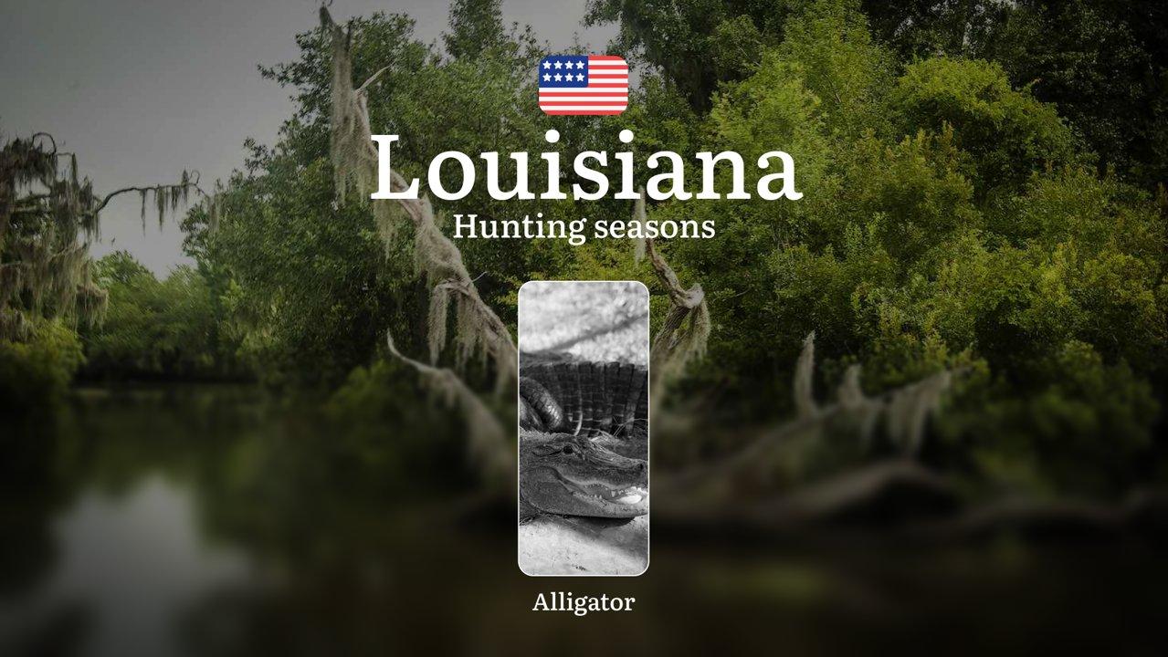 Alligator Hunting Seasons in Louisiana, USA: Timing, Licenses, Regulations, Best Periods for Hunting and Seasonal Features

Rules and Dates of the Alligator Hunting Seaso