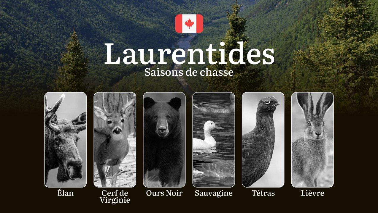Saisons de chasse dans les LAURENTIDES: Les dates d'ouverture et fermeture, les permis requis, la réglementation en vigueur et les périodes idéales 