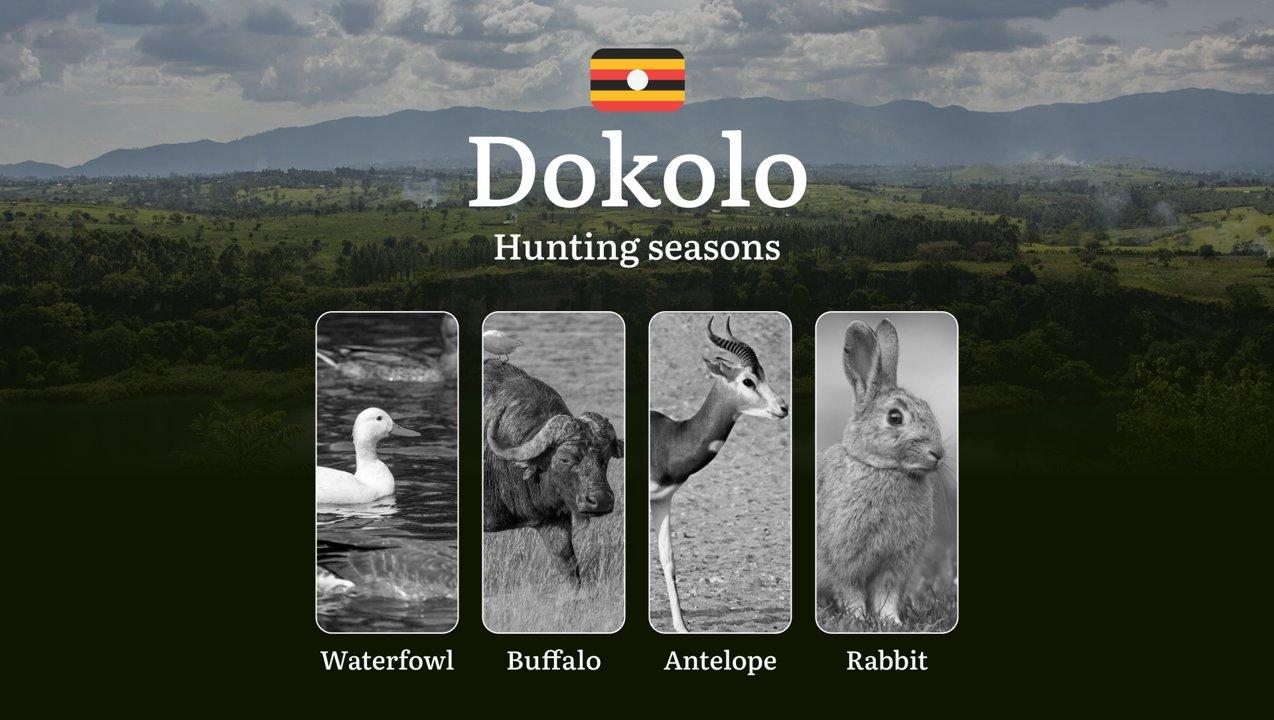 Hunting Access Dates in Dokolo: Key Hunting Periods for All Species, Restricted Areas, Rules and Exceptions, Getting Your License, Gear, Locations, and Optimal Timing
