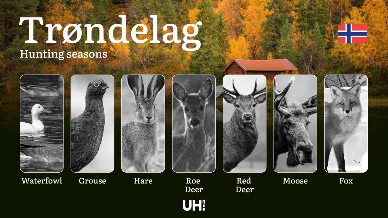 Hunting Periods and Permits in Trøndelag: A Detailed Look at Game Movement 