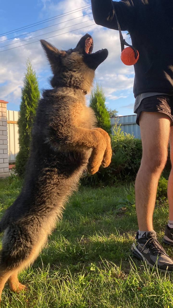🐕