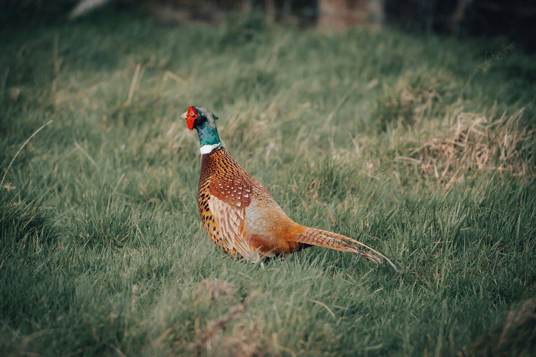 La Chasse dans le TARN-ET-GARONNE: Explorez la Démographie, Naviguez dans les Saisons de Chasse et Découvrez des Traditions