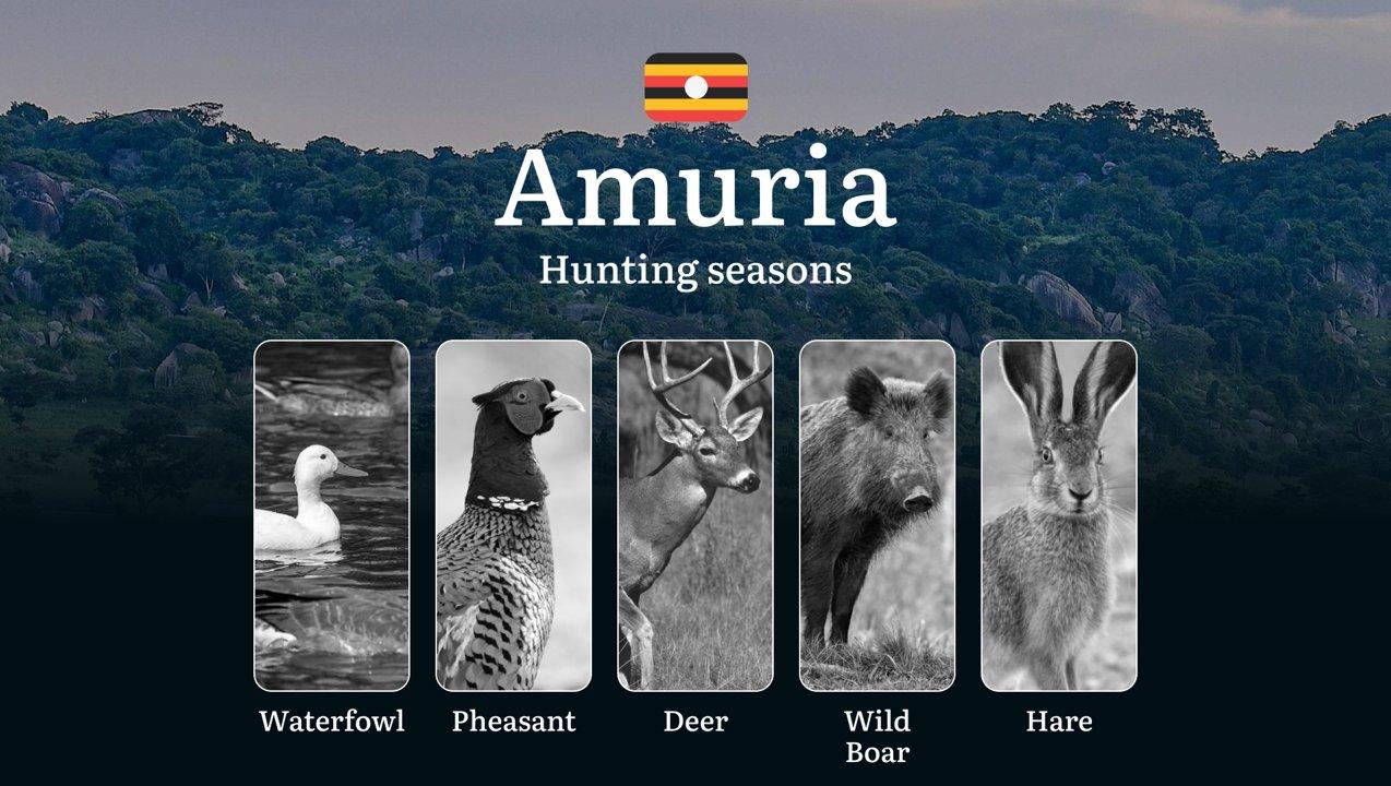 Hunting Date Ranges in AmuriaBudaka: Hunting Periods, Legal Limits and Seasonal Bans, Licensing Rules, Fines and Consequences, Strategic Planning, Timing, Equipment