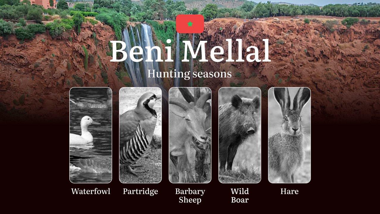 Hunting Periods and Local Rules in Beni Mellal: Species You Can Hunt Throughout the Year, Seasonal Activity of Game, and the Steps to Get a Legal Hunting License in the R