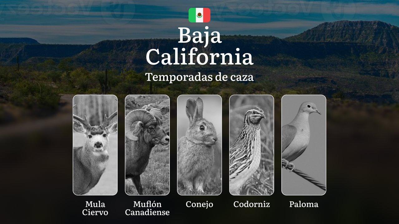 Temporadas y períodos de caza en Baja California: Calendario, Regulaciones y Consejos para Cazadores