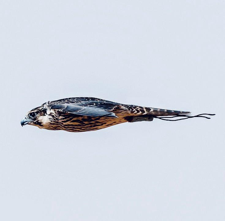 Is Falconry a Sport: Global Competitions, Training, History, and Facts for Hunters