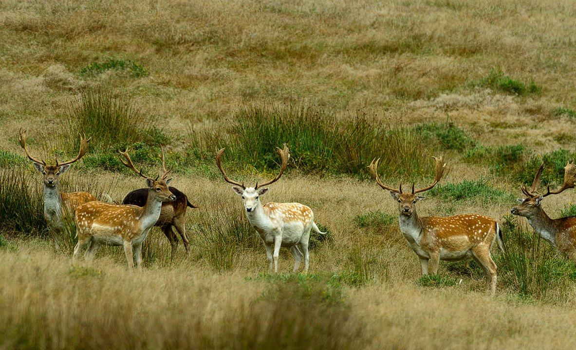 La chasse en CHARENTE: Forêts sèches, coteaux viticoles, plaines ouvertes et culture cynégétique au cœur du sud-ouest rural

Plaines, vignobles et forêts: les territoires
