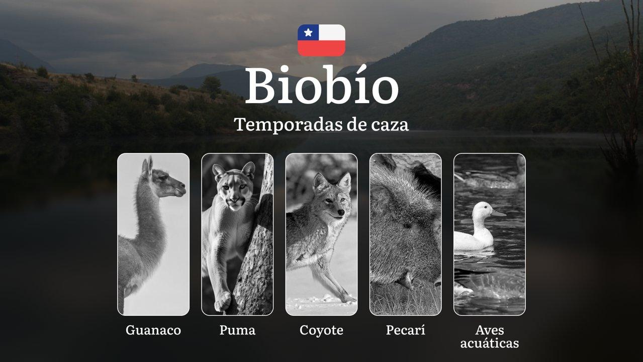 Temporadas de caza en la Región del Biobío: normas, fechas de caza, licencias, reglas y mejores épocas para cazar