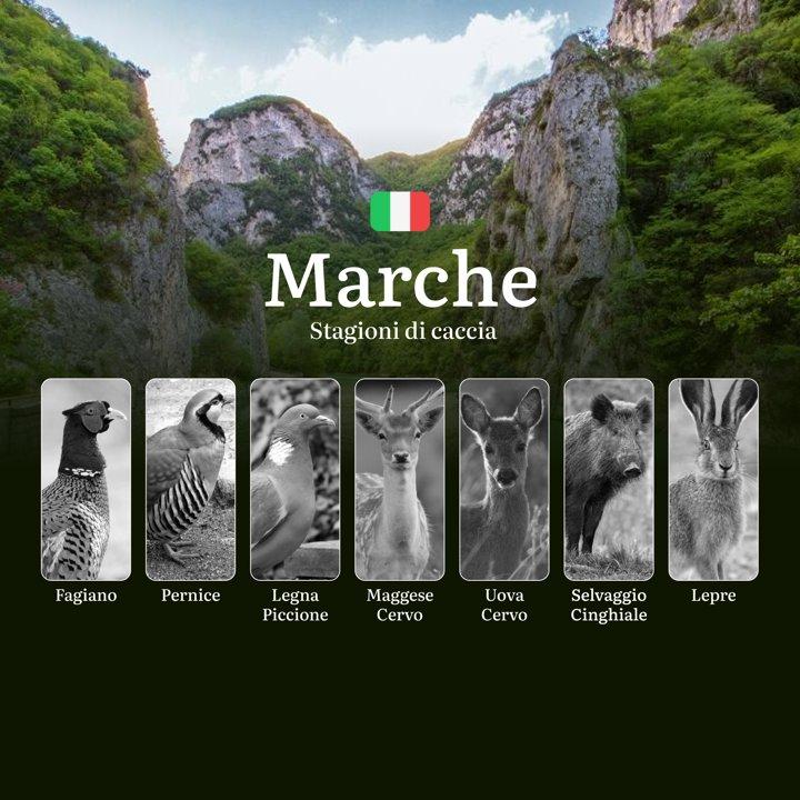 Caccia nelle Marche: Il Calendario Definitivo tra Colline, Laghi e Aree Protette - Dove e Quando Cacciare
