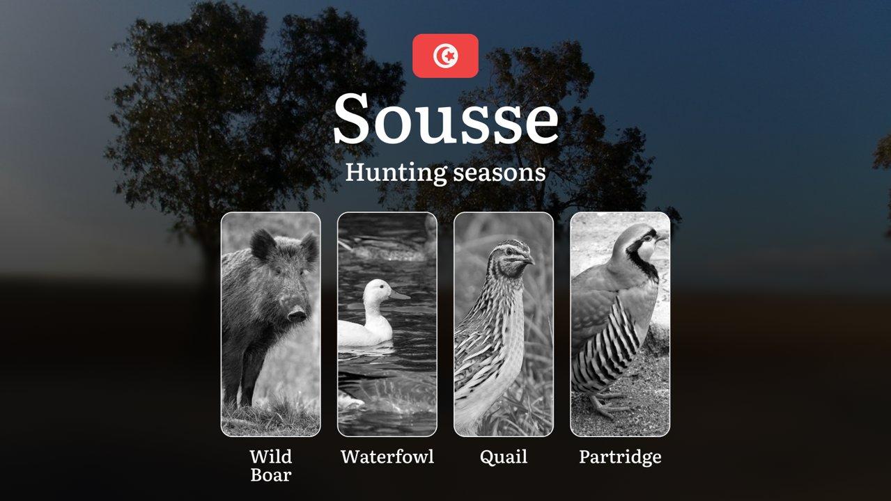 Hunting Seasons in SOUSSE: Opening and Closing Dates, Game Behavior, Licensing Process, Wildlife Protection Regulations and Practical Recommendations