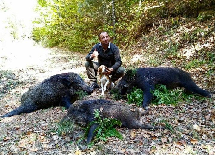 Beagle & boar