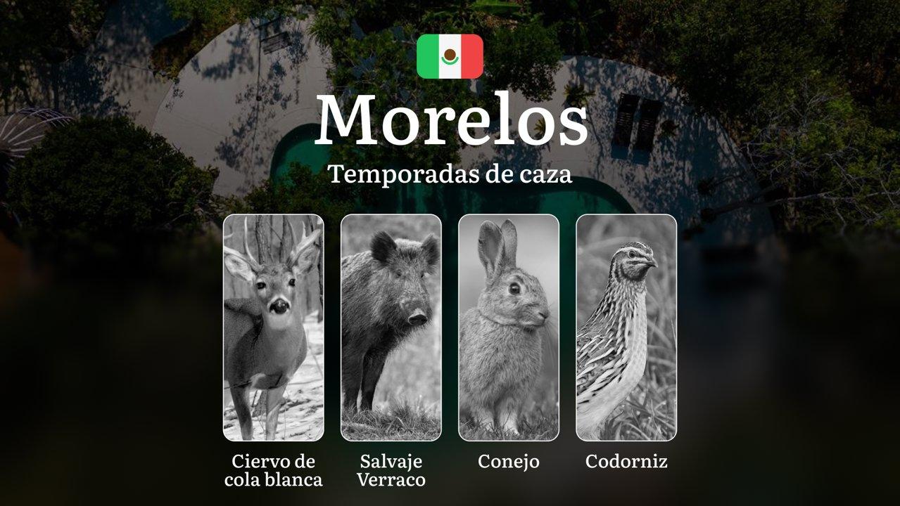 Temporadas y períodos de Caza en Morelos: Épocas, Regulaciones y Consejos para una Caza Exitosa