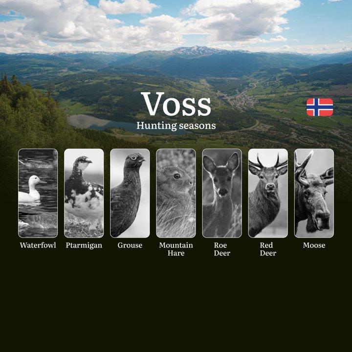 Voss: Hunting Seasons and Timing, Regulations and Licensing, Required Documents and Procedures, Tips for Hunters

Planning a hunting trip to Voss? This beautiful mountain