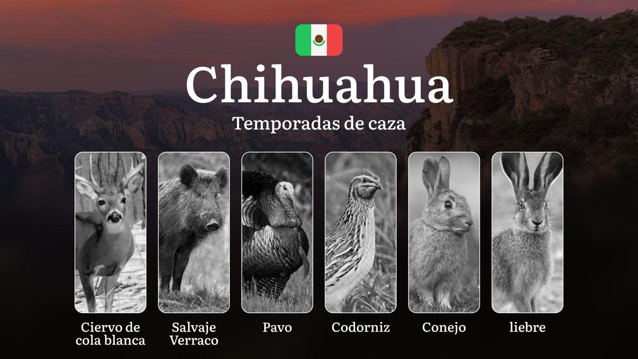 Temporadas y períodos de caza en Chihuahua: Patrones Estacionales, Regulaciones y Licencias para Cazadores