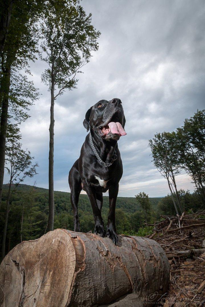 Můj sen je Cane Corso