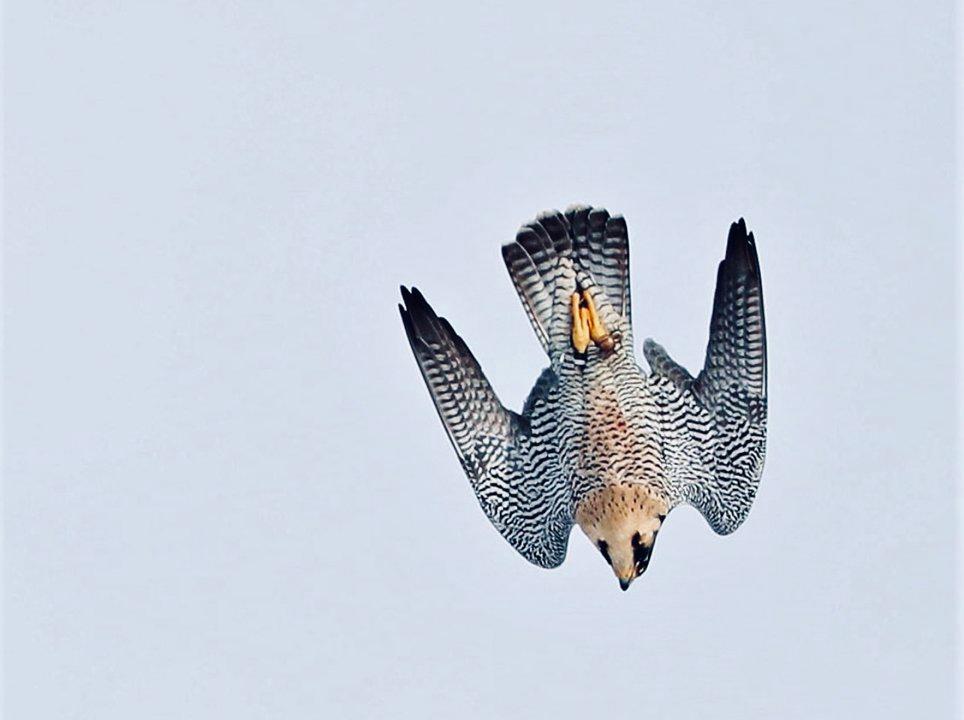 Stoop: The High-Speed Dive Falcons Use to Catch Prey