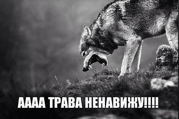 Мемы про волков