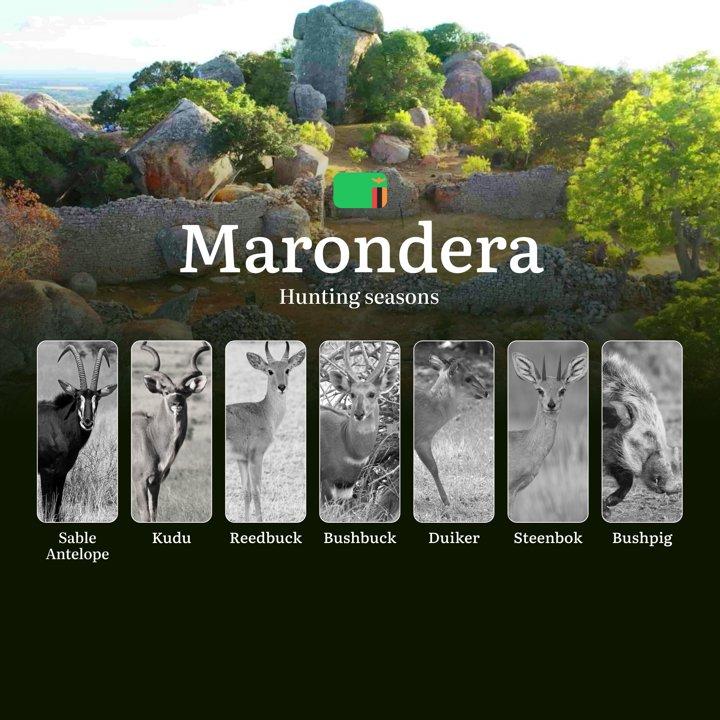 When the Highveld Beckons: Marondera's Premier Hunting Seasons and Calendar, Events Trophy Opportunities