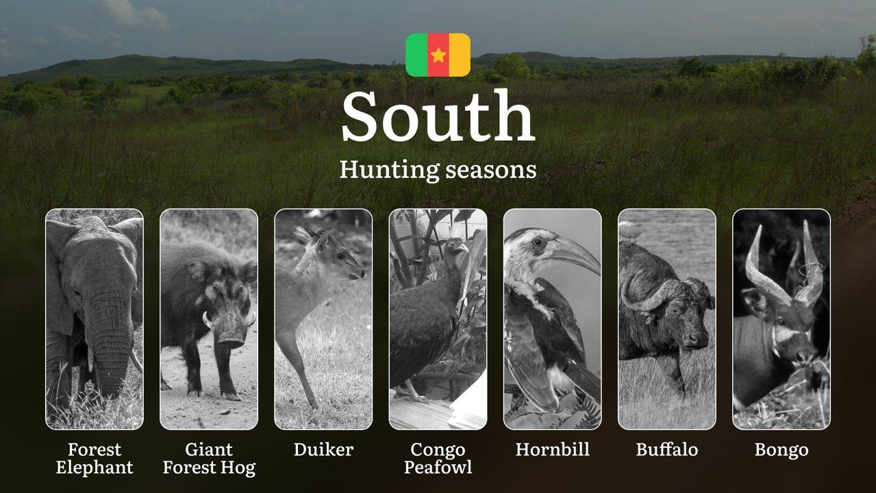 Hunting Calendar in South: The Thrill of Hunting Events and Traditions, Legislation & General Hunting Rules and Permits