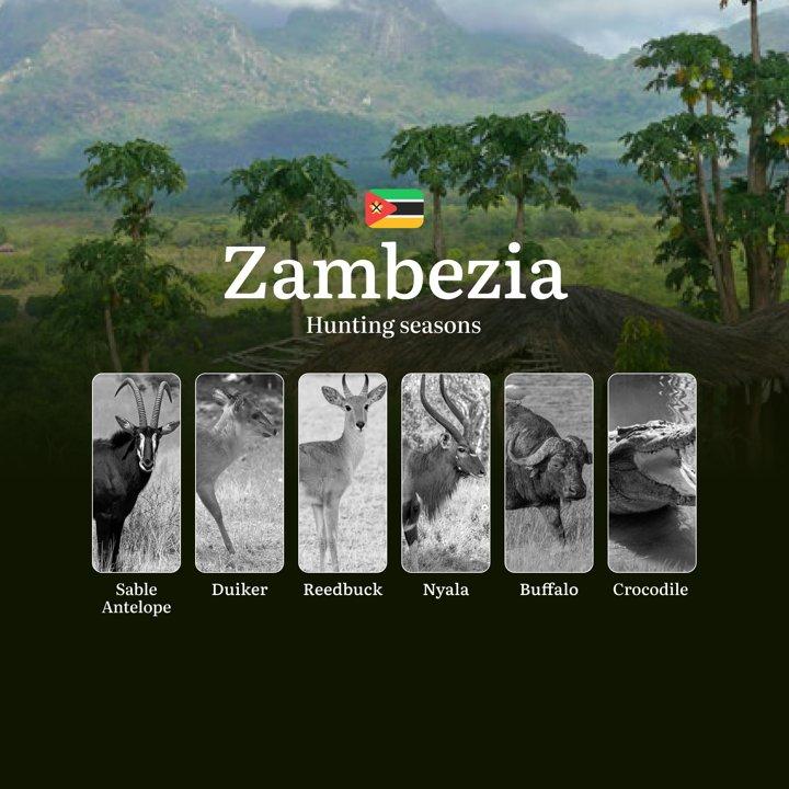 Mastering Zambezia's Hunting Seasons and Calendar for Legendary African Trophies