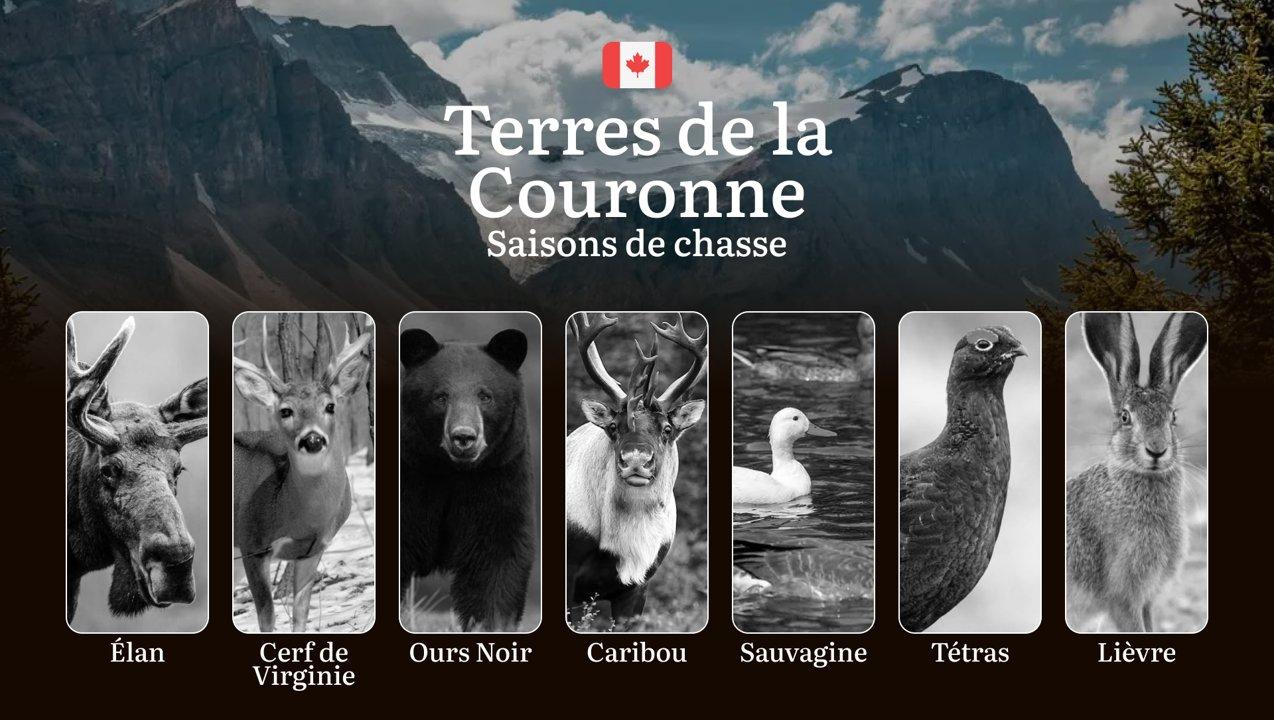 Saisons de chasse dans les TERRES DE LA COURONNE (Canada): Dates officielles, restrictions importantes et techniques éprouvées