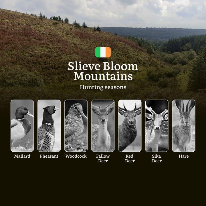 Secrets of the SLIEVE BLOOM: Mastering Hunting Calendar, Licenses, and Prime Game Opportunities in Ireland's Ancient Mountains