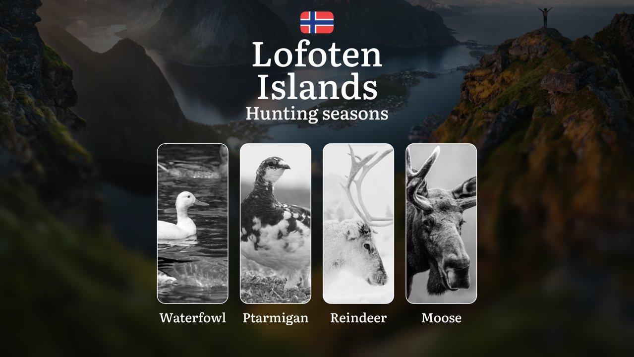 Hunting Seasons in Lofoten Islands: Restrictions, Bans, and Protected Species, Choosing Timing, Gear, and Tactics

The Lofoten Islands provide a unique hunting experience