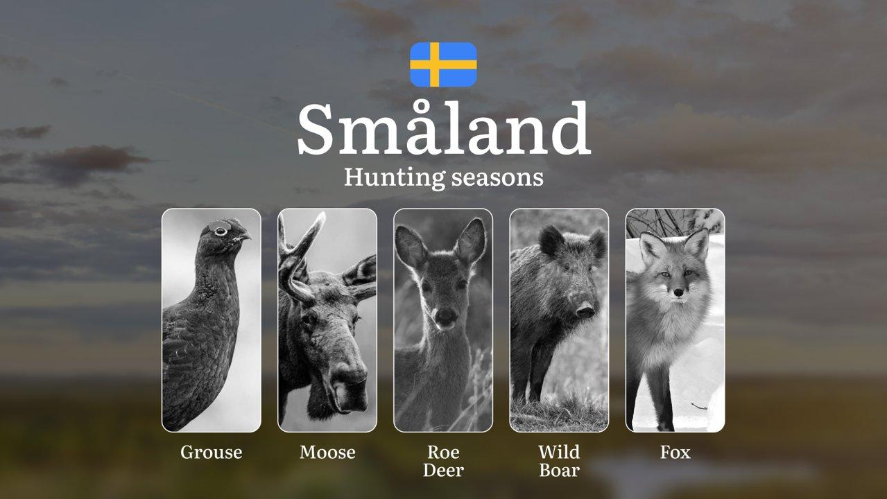 Hunting Periods and Permits in SMÅLAND: A Detailed Look at Game Movement Throughout the Year, Seasonal Limits, and How to Apply for a Hunting License in the Area

Hunting