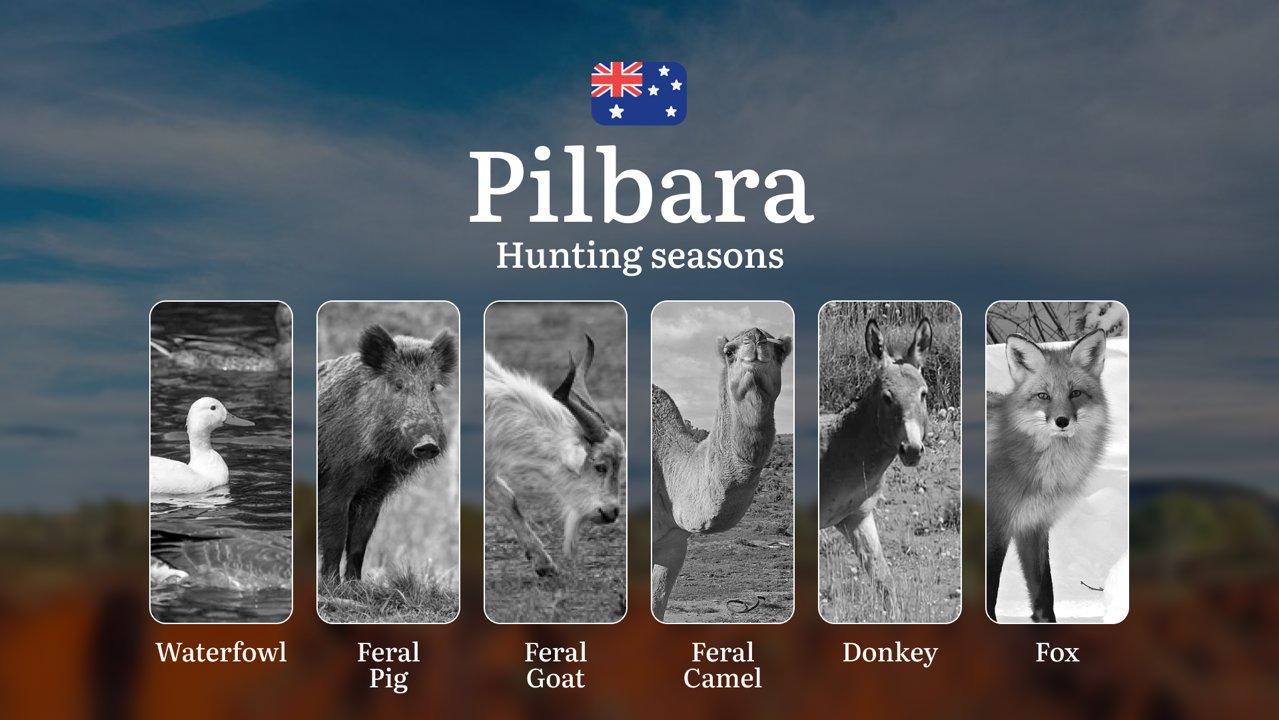 Pilbara's Hunting Calendar: When the Red Desert Comes Alive - Seasons, Strategies and Outback Adventures
