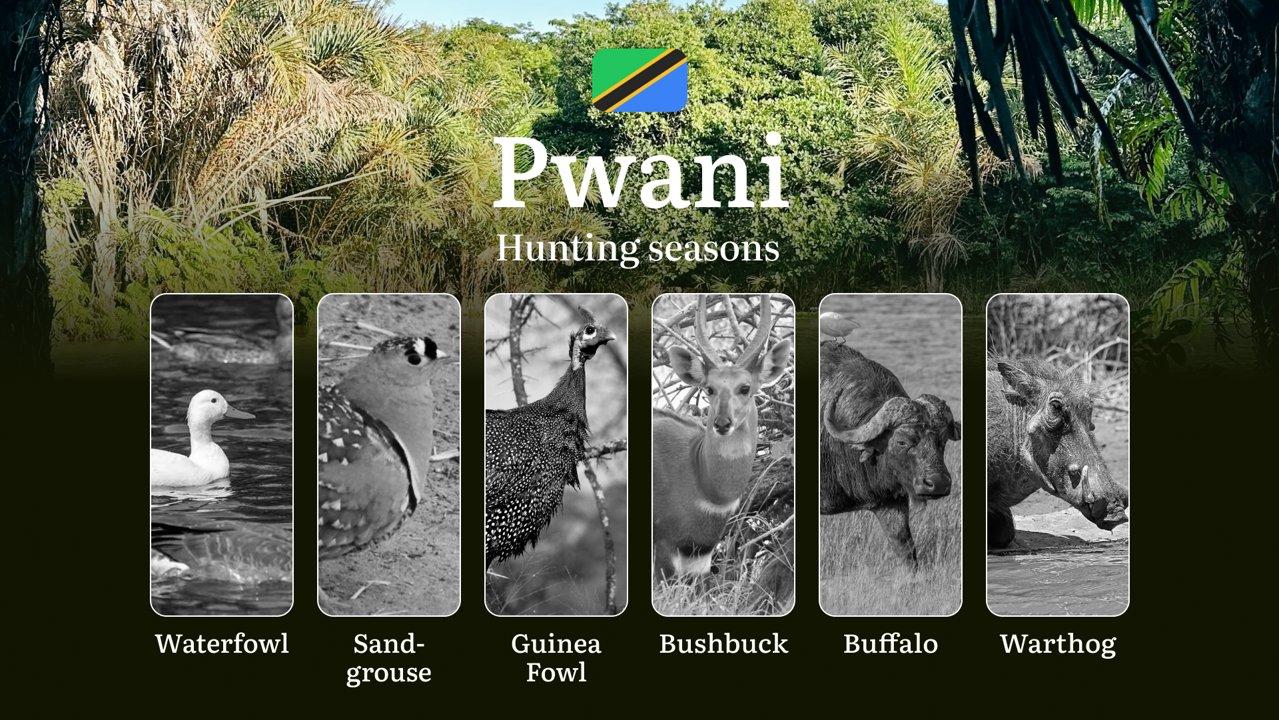 Pwani: Official Hunting Dates, Regulatory Limits and Seasonal Prohibitions, Licensing Rules, Fines and Legal Penalties for Non-Compliance, Strategic Preparation, Timing, Equipment